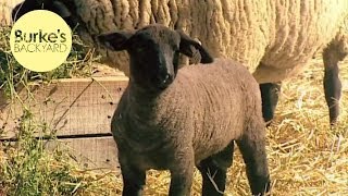 Burkes Backyard Suffolk Sheep Road Test [upl. by Attenahs561]