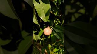 How to Care for Your Sapodilla Tree for Maximum Fruit Yield  Agrogreenfield perennialcropsshorts [upl. by Mayor]