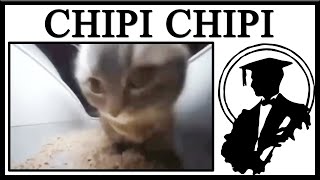 You Cannot Escape The Chipi Chipi Chapa Chapa Cat [upl. by Garcia]