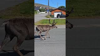 Reindeer In The City 🦌 😍 [upl. by Dleifxam41]