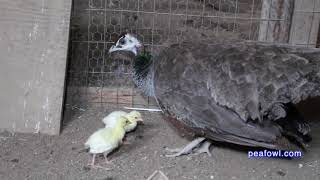 Peahen Cooing Sound Peacock Minute peafowlcom [upl. by Sheppard]