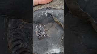 Revealing the outer whorl of a hildoceras ammonite fossil on the jurassic beach at whitby [upl. by Alemaj]