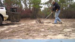 Removing Large Coyote from MB550 Trap [upl. by Ynatsed]