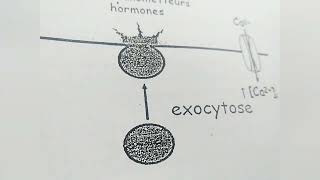 endocytose et exocytose [upl. by Nylirrehs]