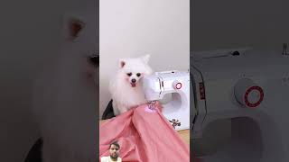 Nico is Tailor dog funny pets pomeranian smartnico cute nico funnypets comedy [upl. by Adnimra823]