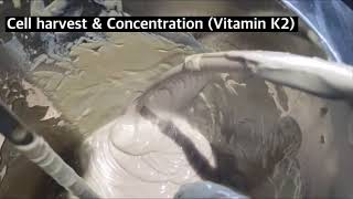 Bacillus Subtilis Cell harvest amp ConcentrationVitamin K2 [upl. by Coats]