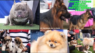 Cheapest amp Good Quality Wholesale Puppies Market Punjab 1st All Breed Open Dog Show Jalandhar [upl. by Sherm]