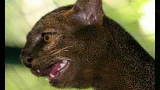 JAGUARUNDI [upl. by Natale]