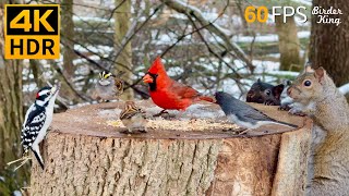 Cat TV for Cats to Watch 😺 Romantic Snow with Lovely Birds and Squirrels 🐿 8 Hours 4K HDR 60FPS [upl. by Goody447]