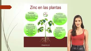 Funciones del ZINC en las PLANTAS [upl. by Leviram]