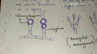 Asexual reproduction in Ascomycetes General characteristics  for BSc 1st yr [upl. by Helaina]