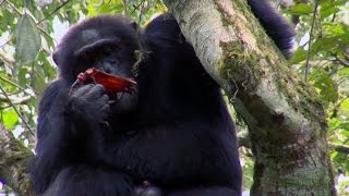 Chimpanzee Cannibalism  Planet Earth  BBC Earth [upl. by Suhcnip832]