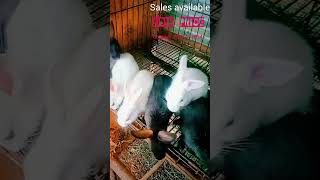 Sales for rabbit 🐰AS pets only for Trichy no transport [upl. by Seravat755]