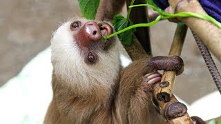 A sloths search for a mate  Slowest Mammal  Love Nature [upl. by Kuster99]