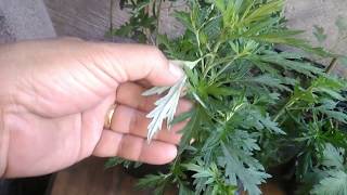 How to Grow Damong Maria MugWort  Paano Kilalanin Palakihin at Paramihin with English Subtitle [upl. by Asille693]