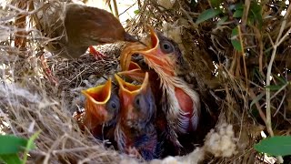 Mother tailor bird putting snake like worm in babies throat BirdPlusAnimals [upl. by Apple]