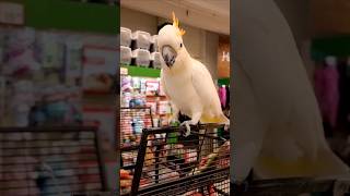 parrot flirt with meparrot youtubeshorts viral shortsvideo shortsviral bird short short [upl. by Bunns]