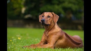 Top 10 Facts about Rhodesian Ridgeback [upl. by Devina]