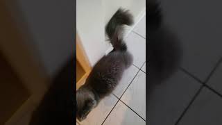 Nebelung cat Sky makes such cute noises [upl. by Cuhp]