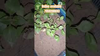 Totall 53 varity available of dalhiagardening bangladesh plants [upl. by Mailiw913]