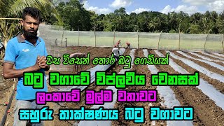 සුහුරු තාක්ෂණය බටු වගාවට  batu wagawa  wambatu wagawa  Brinjal Cultivation  suhuru Batu wagawa [upl. by Alegnaed150]