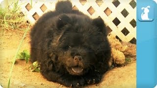 Chow Chow Puppies Play with Pink Ball  PuppyLove [upl. by Cohligan]