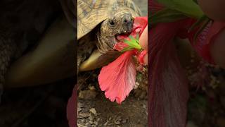 BE A HERO to the survivors Help send the tortoises home to India [upl. by Ytram263]