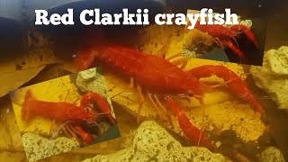 ARC and Red Clarkii Crayfish  diy pond growming crayfishfarming crayfish [upl. by Yahsram]