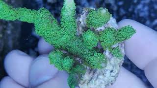 Montipora digitata green fluor coral gandalf [upl. by Lorette40]