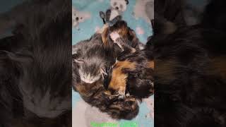 Baby Maine coons mainecoonsofyoutube mainecooncattery ticaregistered babies [upl. by Maitund]