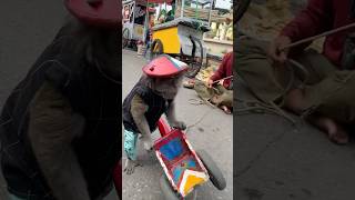 Lembur hari minggu tetap kerja shorts sulthan cute monkey funny cutebaby monyet viralvideo [upl. by Surtimed492]