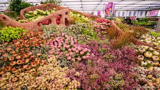 Chelsea Flower Show 2024The South African display chelseaflowershow gardenideas rhsgarden viral [upl. by Filmore]