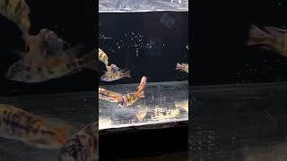 Cichlids are NOT for Beginners shorts fishkeeper fishtank fish aquarium cichlid cichlidfish [upl. by Naynek]