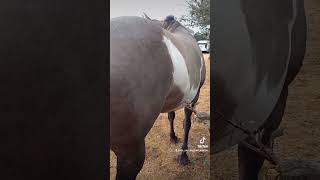 Part 3 Tilly PSSM2 How we Process to Relief love animalrehabilitation animals horse rescue [upl. by Burchett]