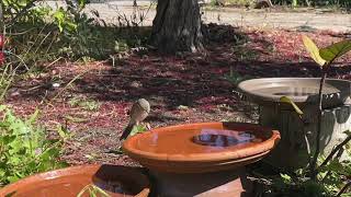 Singing Honeyeater [upl. by Dihahs]