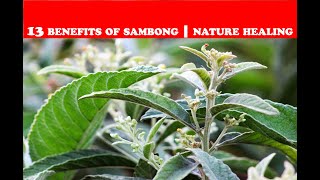 13 BENEFITS OF SAMBONG  MEDICINAL PLANT  NATURE CURES [upl. by Brecher]