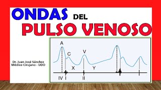 🥇 ONDAS DEL PULSO VENOSO Pulso YUGULAR ¡Fácil Explicación [upl. by Alleram576]