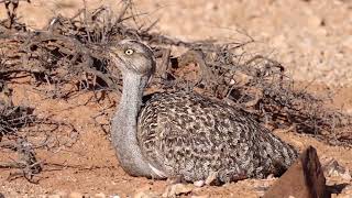 Fuerteventura Birding February 2022 [upl. by Anbul]