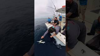 Double header tilefish kingkonadventure [upl. by Yelsna]