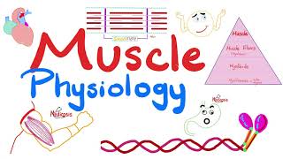 Muscle Structures  Actin Myosin  I band A band H zone M line  Muscle Physiology Series [upl. by Giliana524]