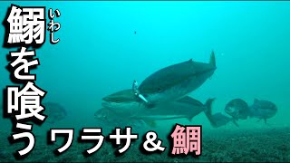 イワシ好調… 10月の釣堀で、ワラサや真鯛がイワシを喰う瞬間を、初めて捉える事が出来ました。海上釣り堀まるやで、釣り友さん達と釣り…平日の魅力は、何といっても仲間とのんびり釣りが楽しめる事です。 [upl. by Tina]