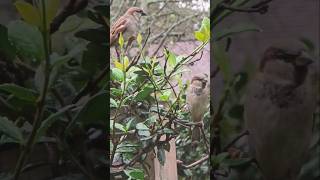 Sparrows perched on the trellis [upl. by Aelaza]