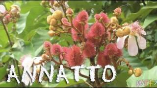 What Is Annatto  How to Make Annatto Rice Recipe [upl. by Amsaj304]