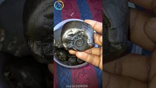 Shaligram sri matsya shaligram shila  gandaki river shaligram 💐💐 shorts short shortsfeed [upl. by Olivann]