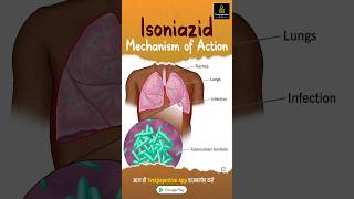 Isoniazid Mechanism of Action  AntiTB Drugs testpaperlive isoniazid tb drugs shortvideo [upl. by Chrisoula939]