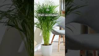 Areca Palm Care Tips  Indoor Plant Care  How to Care for Plants [upl. by Modnar]