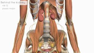 Location and Relations of the Kidney  3D Anatomy Tutorial [upl. by Malorie]