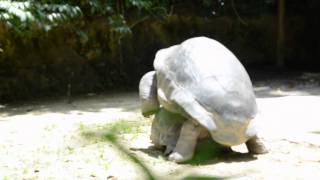 REPRODUCTION DE TORTUES GEANTES [upl. by Aninay]