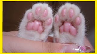 Toe beans [upl. by Erastatus]