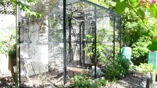 Beautiful Natural Finch Aviary How to set one up [upl. by Erdnaek]